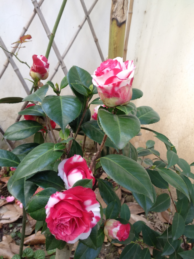 论坛 69 专类花卉区 69 茶花 69 嫁接苗吉普赛女郎地栽第二年