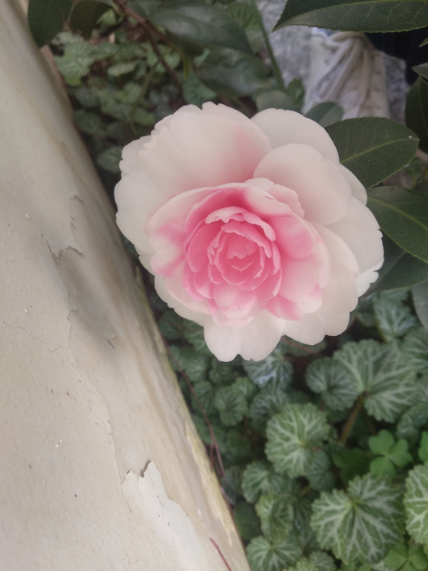 斑水屋三年苗
