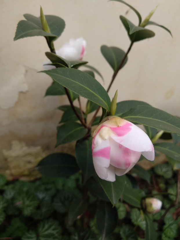 斑水屋三年苗