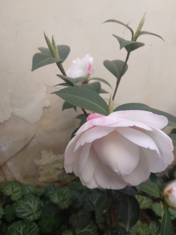 斑水屋三年苗