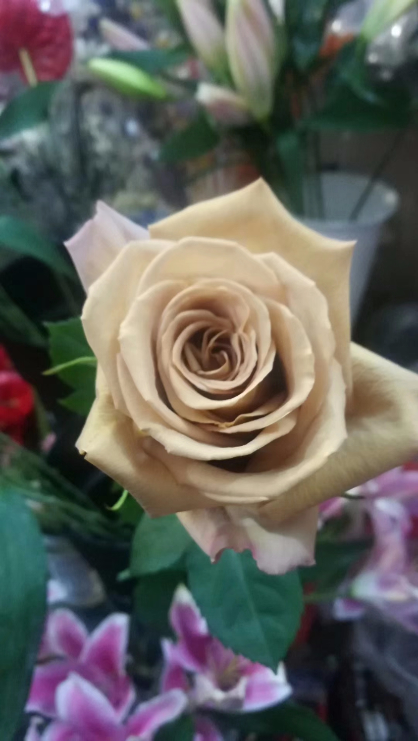 咖啡色月季 - 陌上花园艺论坛 陌上论坛,陌上,养花交流,家庭园艺,园艺